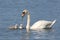 Mute Swan Feeding A Group of Young Cygnets