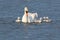 Mute Swan Feeding A Group of Young Cygnets