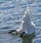 Mute swan feeding with head in water