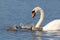 Mute Swan Feeding Young Cygnets