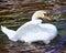 Mute Swan female swimming on beautiful waters