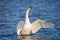 Mute swan flapping its wings over a pond in London