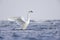 A mute swan flapping its wings in the rough Baltic sea on Usedom Germany