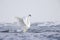 A mute swan flapping its wings in the rough Baltic sea on Usedom Germany