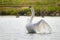 Mute swan flapping wings