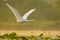 Mute swan in flight