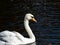 Mute swan floating in a park pond 1