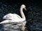 Mute swan floating in a park pond 2