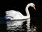 Mute swan floating in a park pond 3