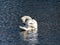 Mute swan floating in a park pond 4