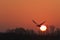 Mute swan flying at sunrise over spring lake