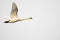 Mute Swan Flying on White Background