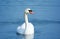 Mute Swan - Front View Pose