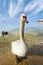 Mute Swan - Garda Lake - Italy