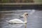 A mute swan gliding on lake