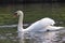 Mute swan gliding over water