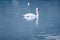 A mute swan gliding on a on a winter lake.