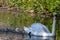 Mute swan going for a first swim with cygnets