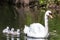 Mute swan going for a first swim with his cygnets
