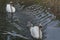 Mute swan going for a first swim with his offspring.