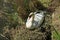 Mute swan, Gygnus Olor is sitting on her nest in the park in spring.