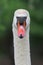 Mute swan headshot