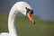 Mute swan headshot in warm sunlight