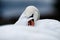 Mute Swan Hiding Behind Her Feathers