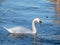 Mute Swan On icy Lake