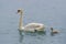 Mute swan with its nestling on water