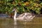 Mute Swan Juvenile - Cygnus olor in autumn.