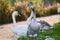 A mute swan and a juvenile and a grey goose