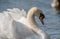 Mute Swan on a Lake in bedfordshire