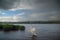 Mute Swan on Lake in the Rain