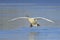 Mute swan landing