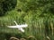 Mute Swan Landing