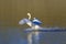 Mute swan landing