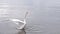 Mute swan landing on Mimico waterfront
