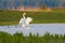 Mute Swan Lands On The Water