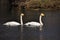 Mute Swan. Large white water bird.