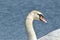 Mute Swan. Large white water bird. Floating