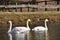 Mute Swan. Large white water bird. Floating