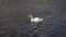 Mute Swan Lifting it`s Head out the Water and Wagging it`s Tail - Slow Motion