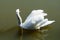 Mute swan looking away floating in green water.