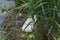 Mute swan looking after his offspring