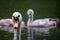 Mute swan looking straight with juveniles in the background