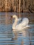 Mute swan male