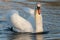 Mute swan male