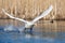 Mute Swan Male