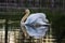 Mute swan male, Cygnus olor, in the pond during spring evening, Czechia